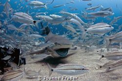 Smiling lemon Shark, shot on the Bonaire in Jupiter Flori... by Joanne Fraser 